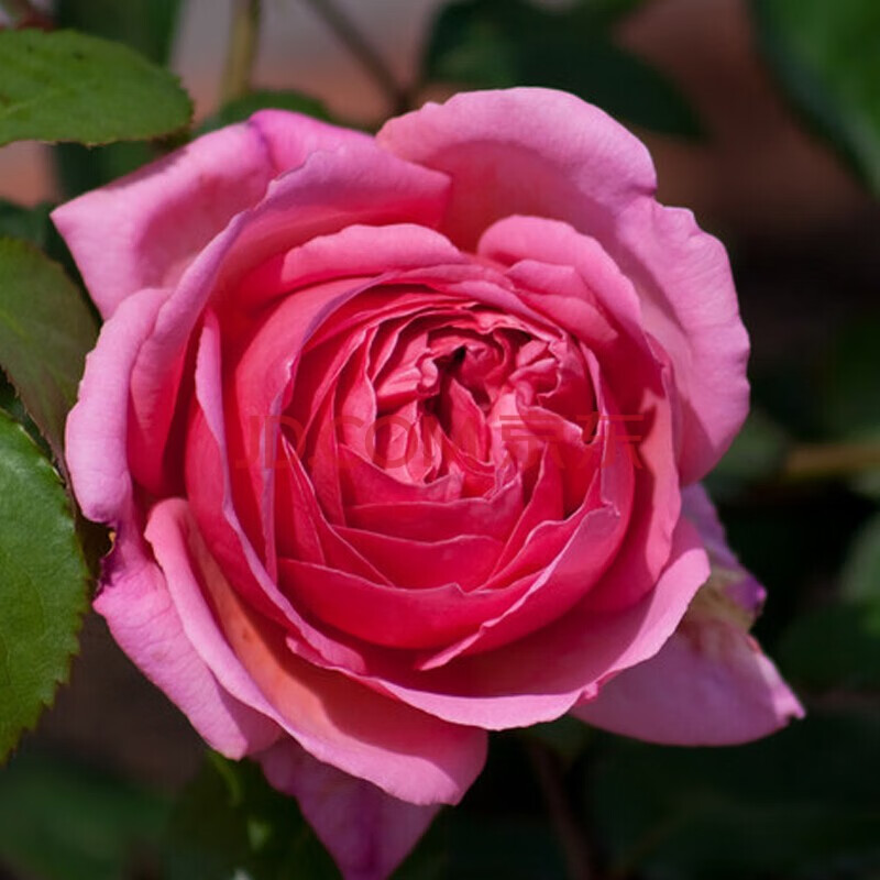 灌木大花浓香重瓣月季花庭院阳台室内外盆栽地栽切花月季卡罗拉玫瑰