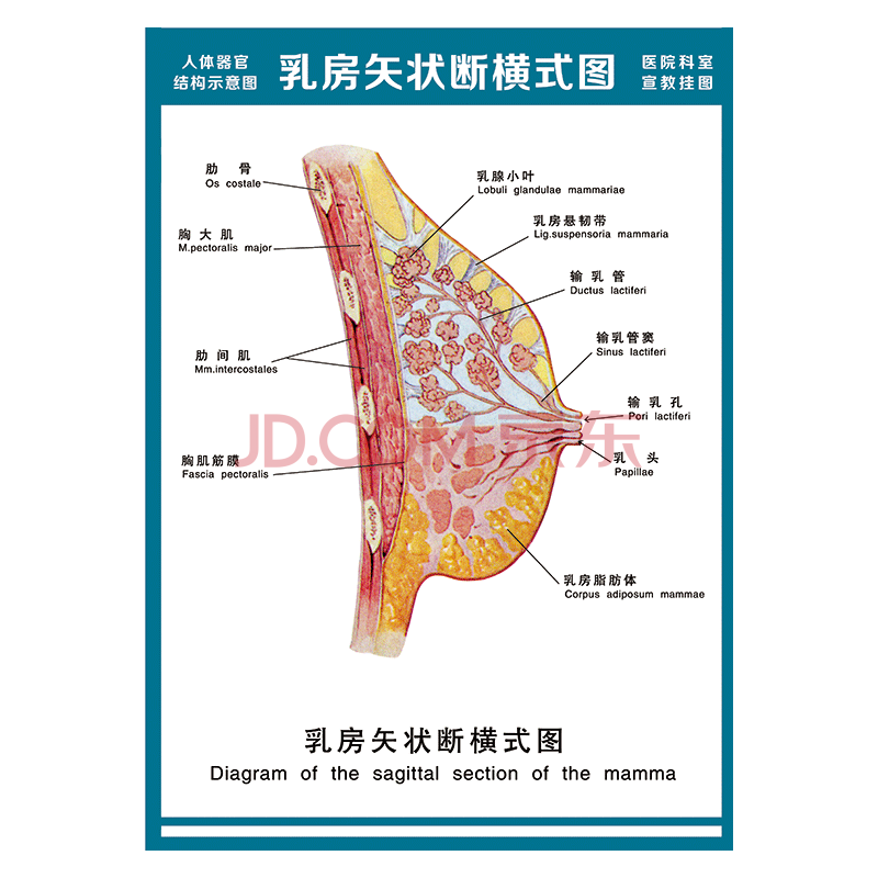 医院科室宣教挂图人体结构示意图器官解剖图全身骨骼图宣传画墙贴画
