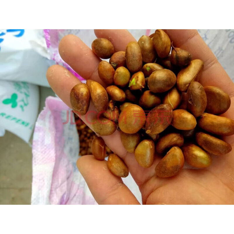 花中酷 鸡血红 老鸦柿种子 梨形 葫芦果 枇杷种子 果树枇杷种子一斤