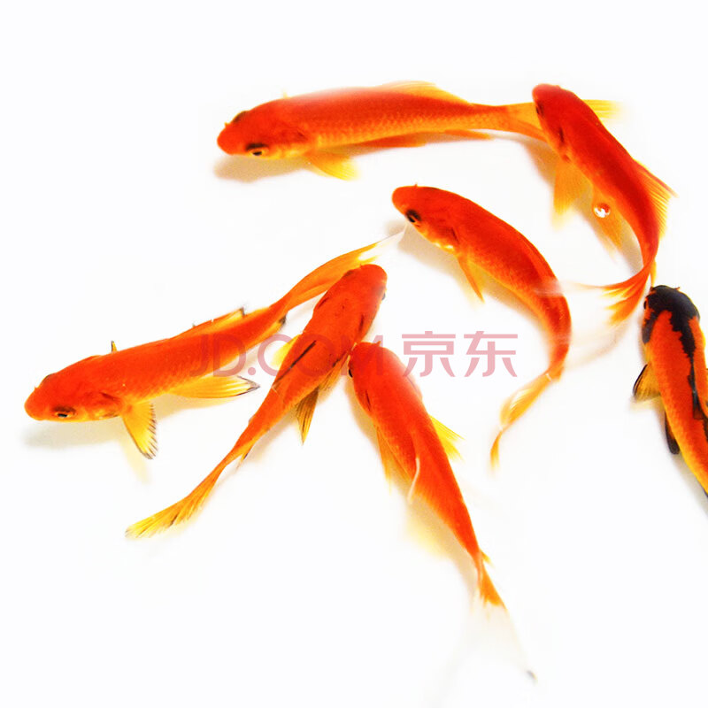 易萌活体红草金金鱼 淡水观赏鱼黄金锦鲤红白锦鲤鱼 红草金7-8cm 8条