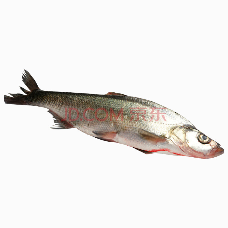 品鲜肴 淡水鱼 生态翘嘴鱼白鱼/翘嘴鲌 (净膛前)自然捕获鲜活现杀1条