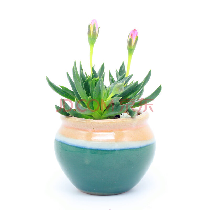 黄花照波 会开花的多肉植物 红花奔龙群生老桩花卉盆栽 多肉开花 照波