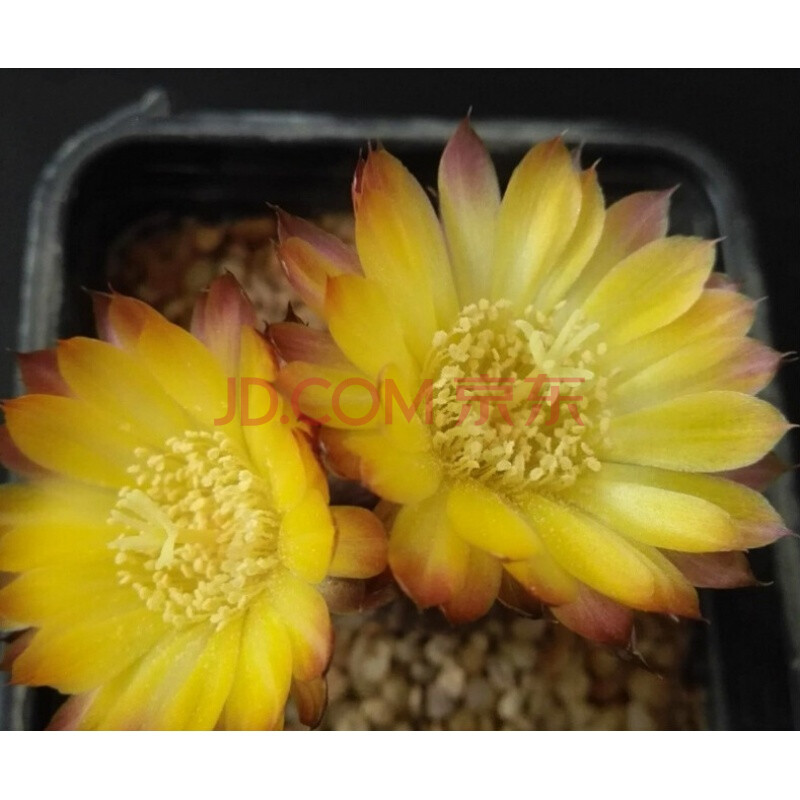 现货 黑斜子 丽花属 自根仙人球多肉植物 稀有易开花大黄花