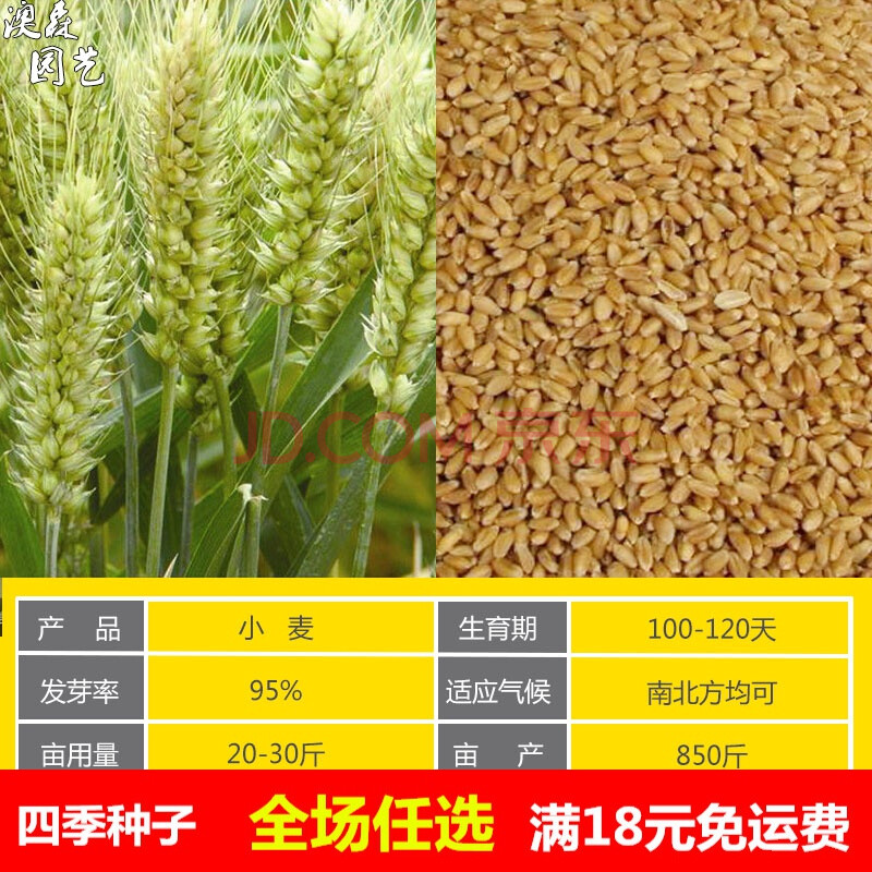 五谷杂粮种籽甜苦荞麦燕麦黑小麦青稞红高粱谷子种子水稻农家庭院