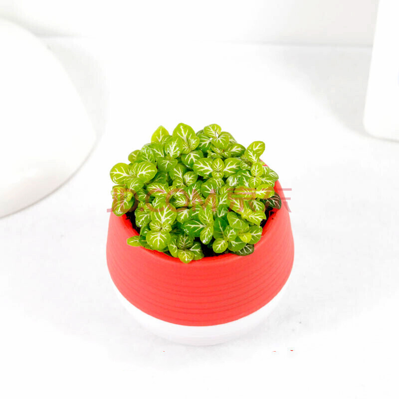 网纹草多彩石丸盆带盆办公室装饰迷你桌面组合绿植花卉盆栽 石丸盆黄