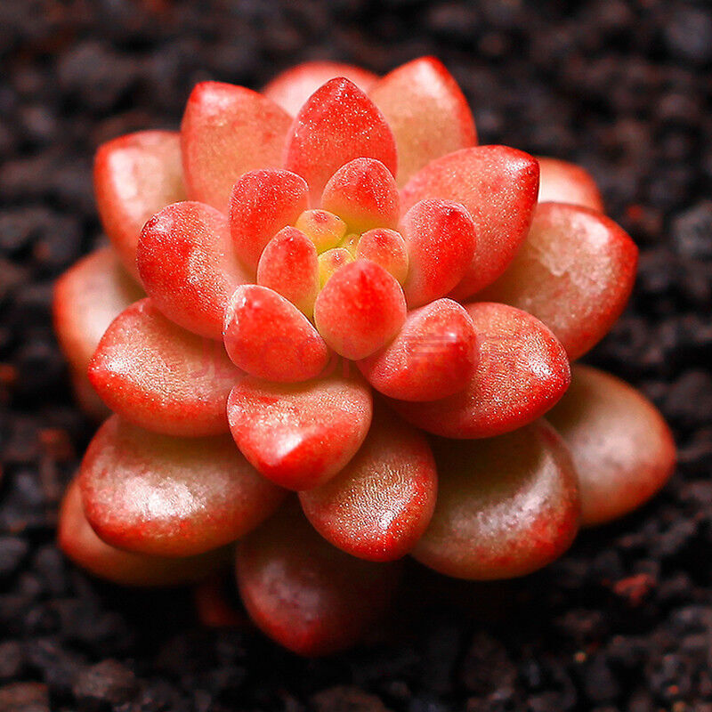 多肉植物盆栽 花卉 办公桌面多肉 多肉植物盆栽 绿植 肉肉植物 赤豆