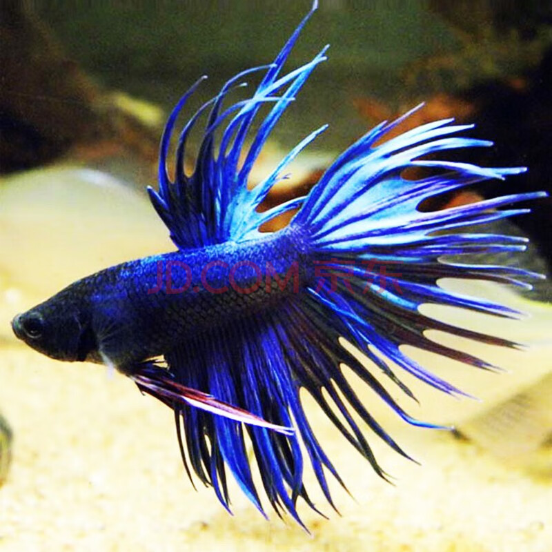 斗鱼 办公室客厅观赏斗鱼 热带淡水鱼水族活体宠物 蓝色系 狮王1条