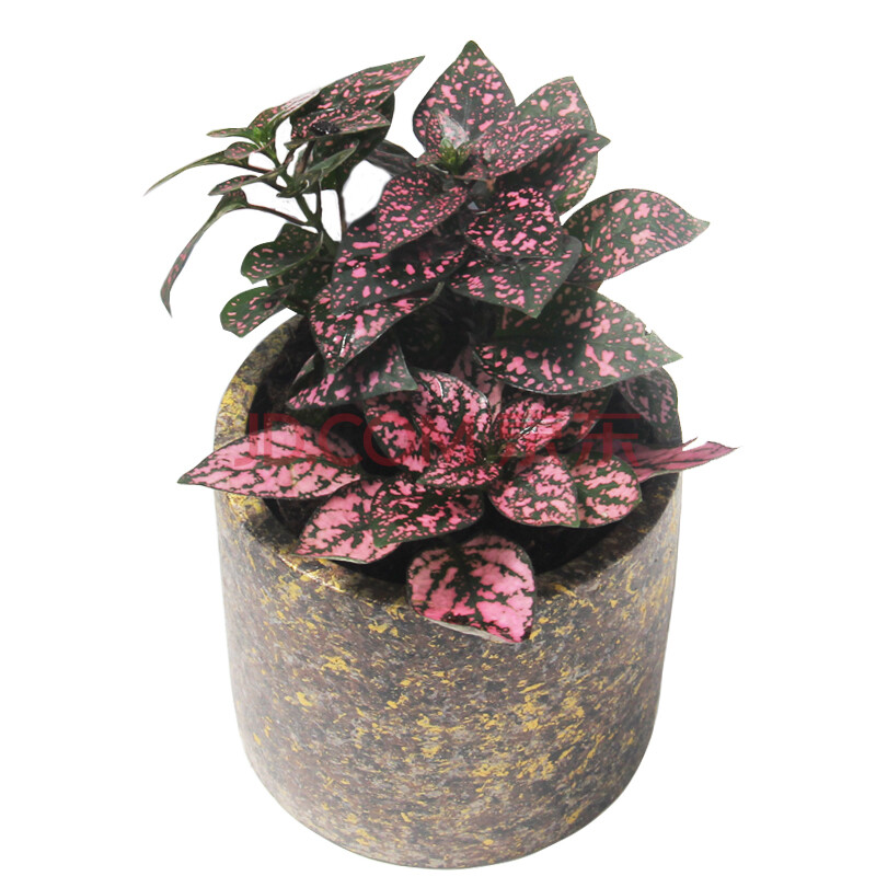 世纪奥桥 网纹草绿植盆栽室内居家阳台办公桌面花卉绿植盆栽圆形赤金