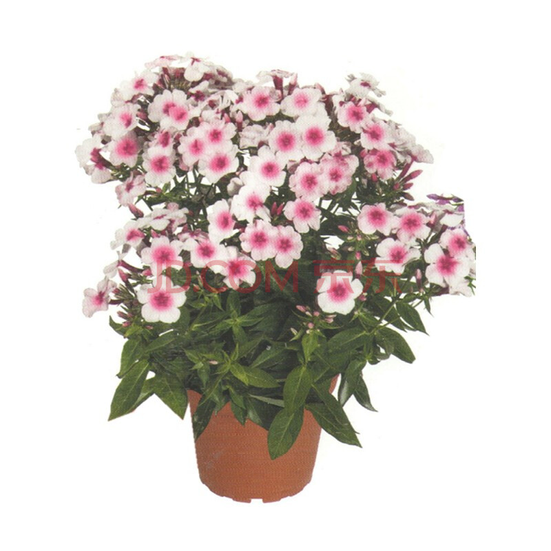 【虹越】宿根福禄考1加仑盆栽苗 多年生宿根草花花园植物易养耐热 粉