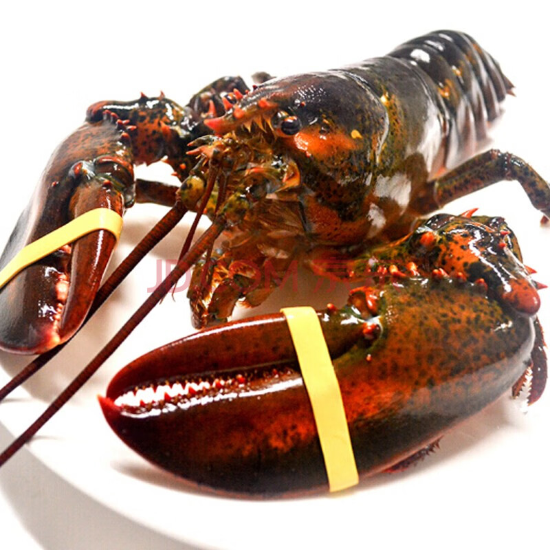 渔传播 加拿大进口龙虾(波士顿龙虾) 波龙 450-550g 1只 海鲜水产