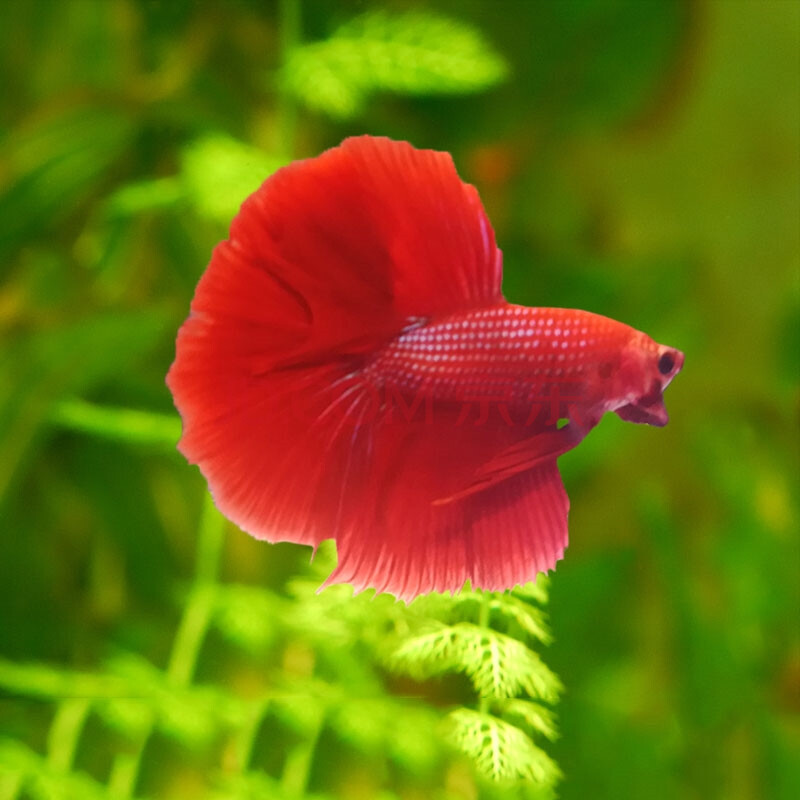 泰国精品半月斗鱼活鱼活体将军马尾狮王淡水小型热带观赏鱼 红色半月