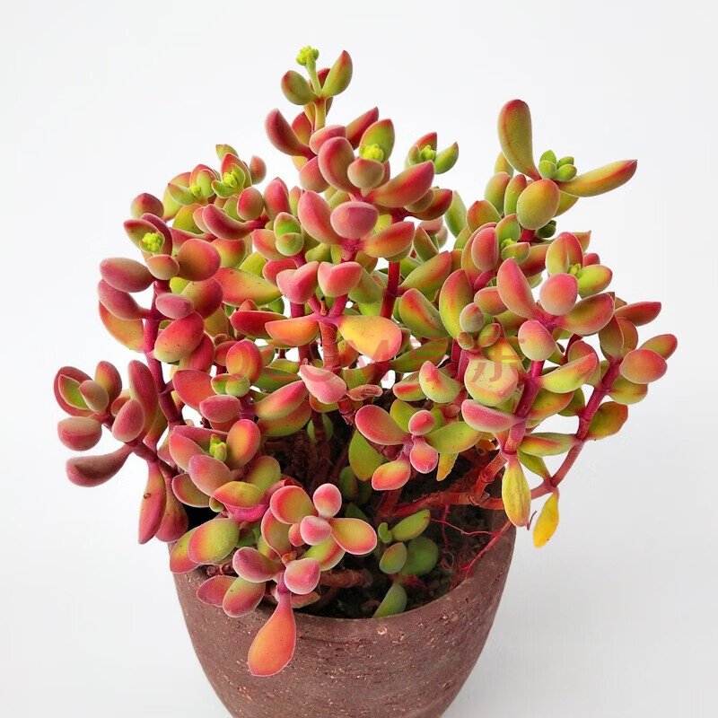 老桩 新手组合盆栽套装肉肉植物办公室内花卉绿植 若歌诗老桩(含盆)