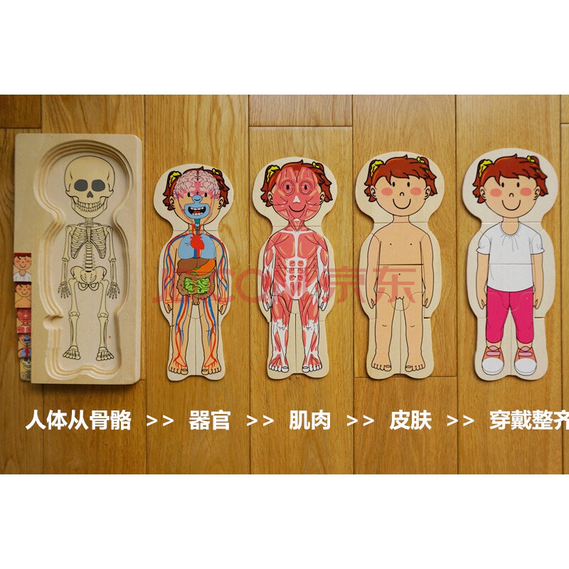 人体骨骼拼图儿童木质拼图人体拼图儿童多层拼图幼儿园人体结构早教
