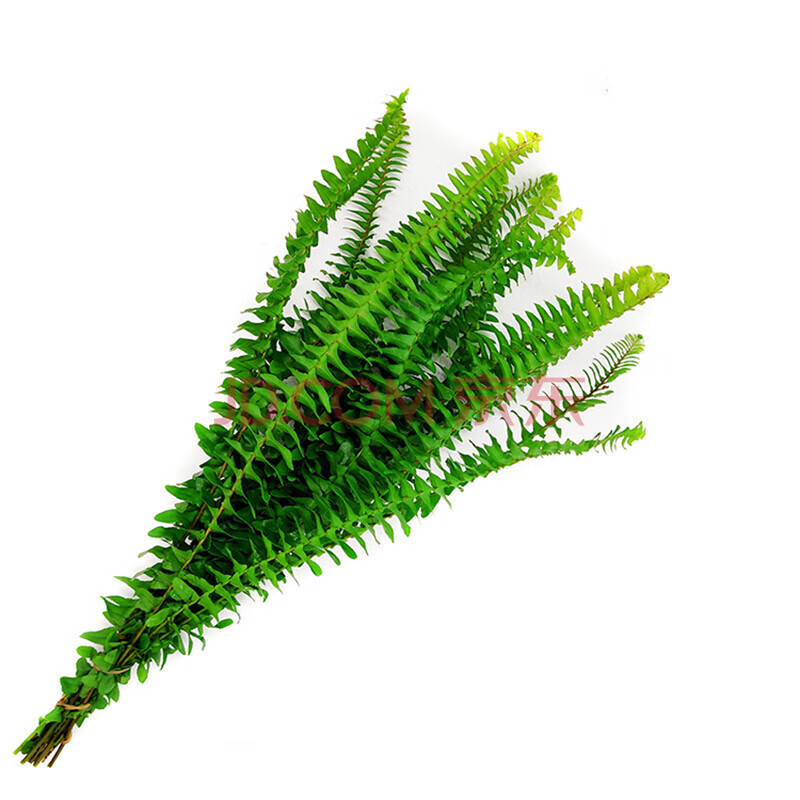 排骨草 新鲜花草20支 波斯顿蕨西餐日料蛋糕冷艺点缀摆盘装饰 30g