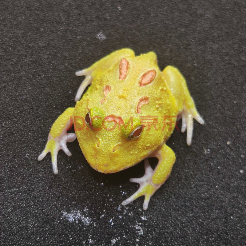 【京选推荐】活体爬宠两栖宠物蛙绿角蛙黄金活体小丑蛙 皮卡丘角蛙(3
