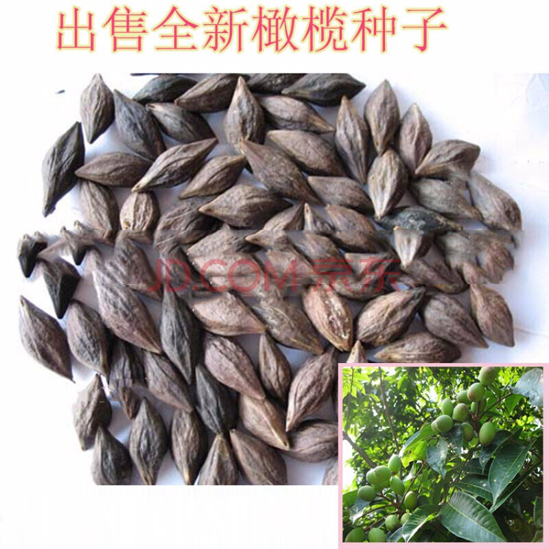 新采橄榄种子 齐墩果 橄榄果种子 谏果 青果 油橄榄种子 半斤