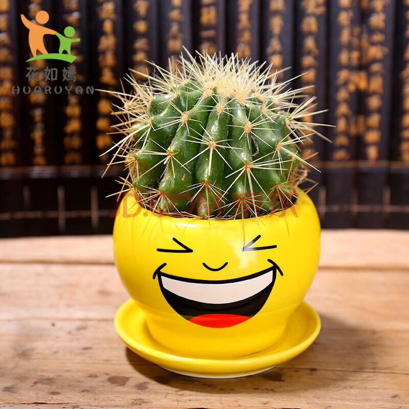 植物办公室内桌面绿植耐寒开花金冠虎仙人球 原色球 黄笑脸(表情随机)