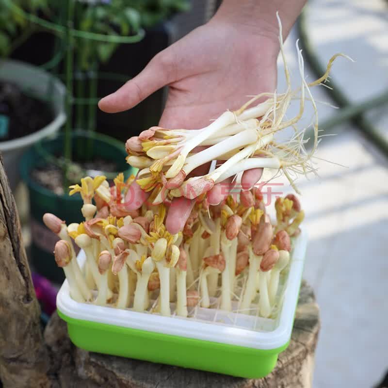 寿禾 水培花生芽盒无土花生芽专用家庭种植鲜嫩蔬菜套餐 水培花生芽盒