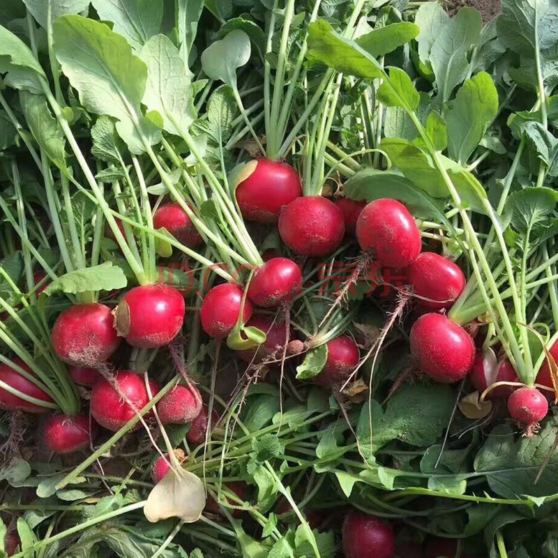 种子 小红丁圆球形 四季种植易种植 甜脆爽口缨子可食用 红珍珠萝卜种