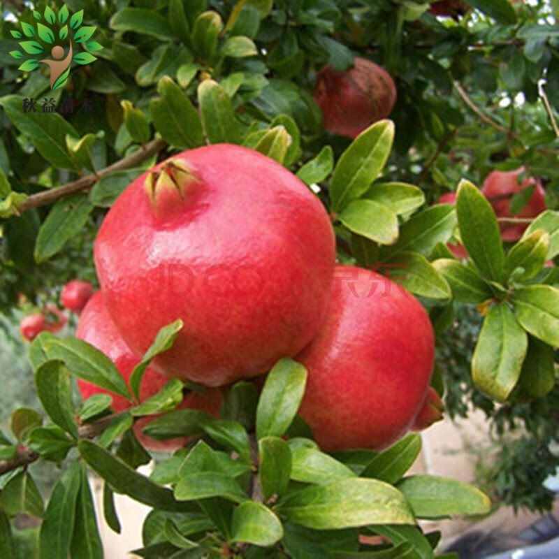 地栽果树苗 开封大红石榴树苗 南方北方种植 当年结果苗 世纪红石榴 6