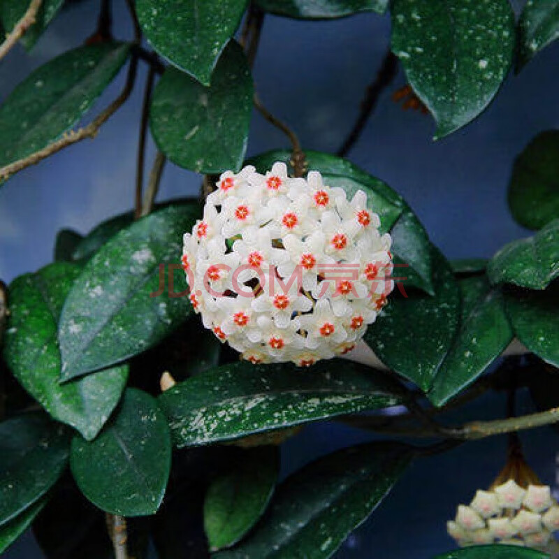 盆栽花卉绿叶花苗阳台室内懒人好养易养垂吊爬藤开花植物 银斑球兰