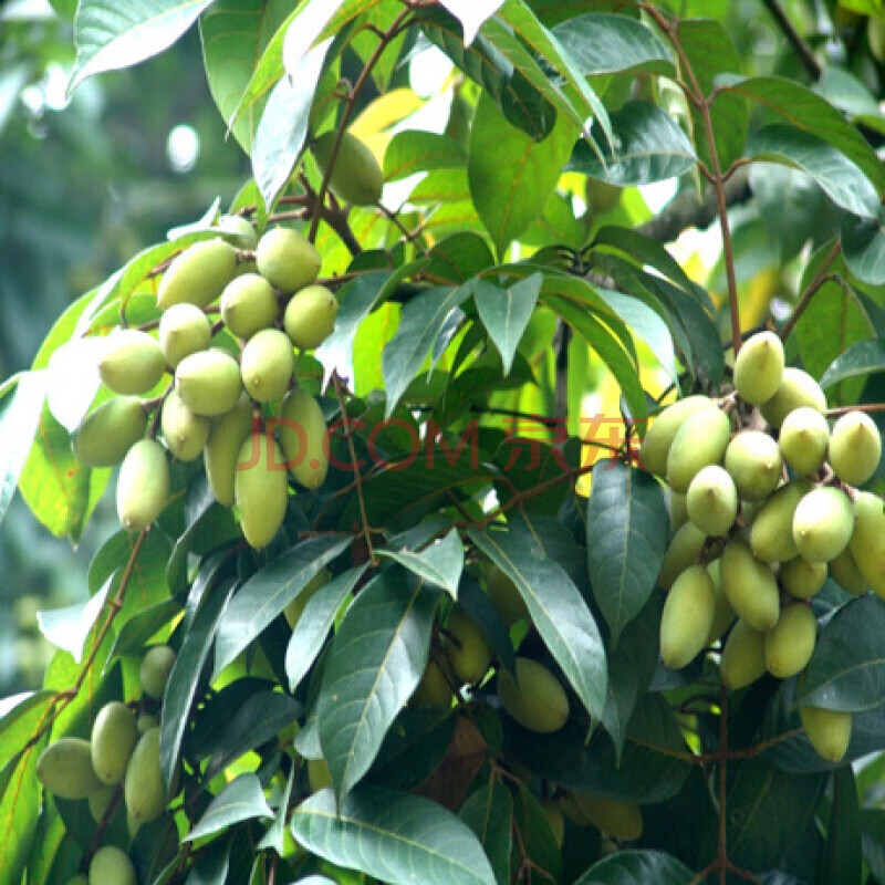 乌橄榄黑橄榄苗 黑橄榄嫁接苗 南方种植果树盆栽地栽苗 乌榄苗6年苗