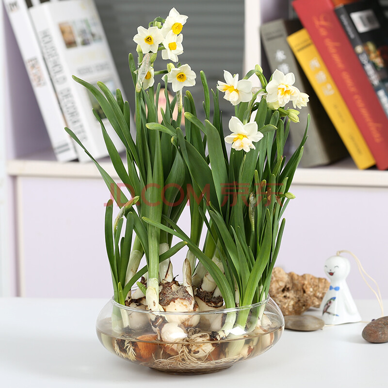 水仙 水仙花种球水培盆栽植物水养室内四季水仙花种籽子水仙花水培种
