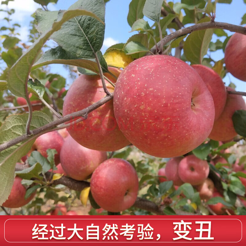 川情浓 甘肃 冰糖心 红富士苹果 约6斤（80~90mm）