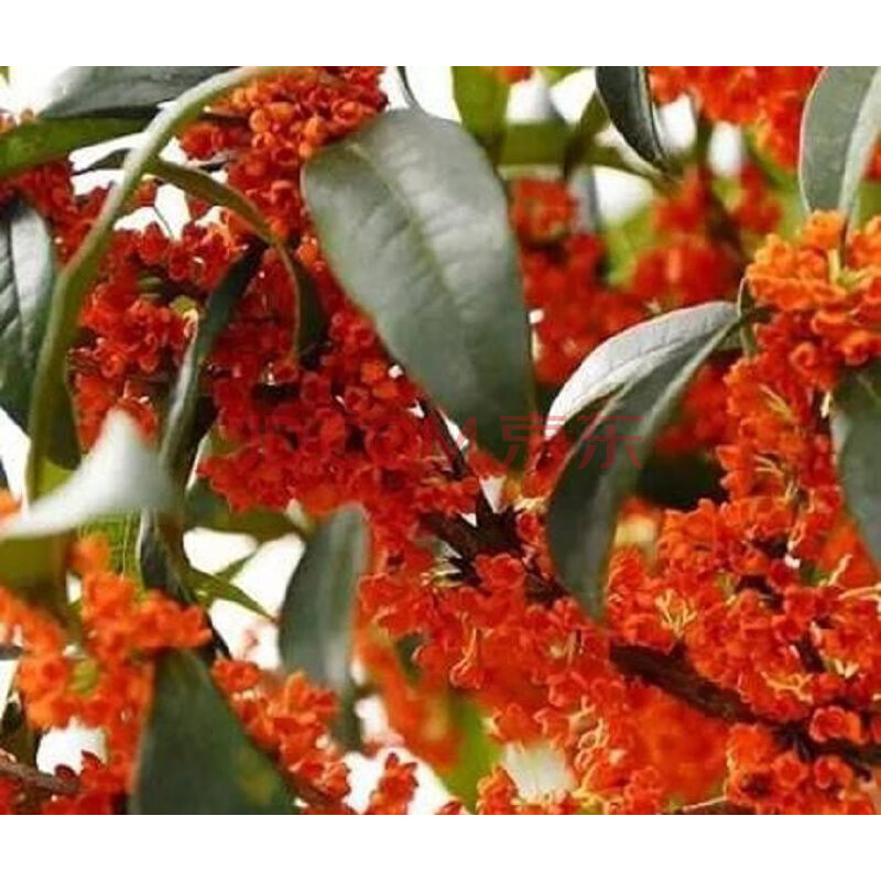 苗 四季开花浓香室内外庭院金桂嫁接四季桂沉香桂 四季沉香(四季开花)