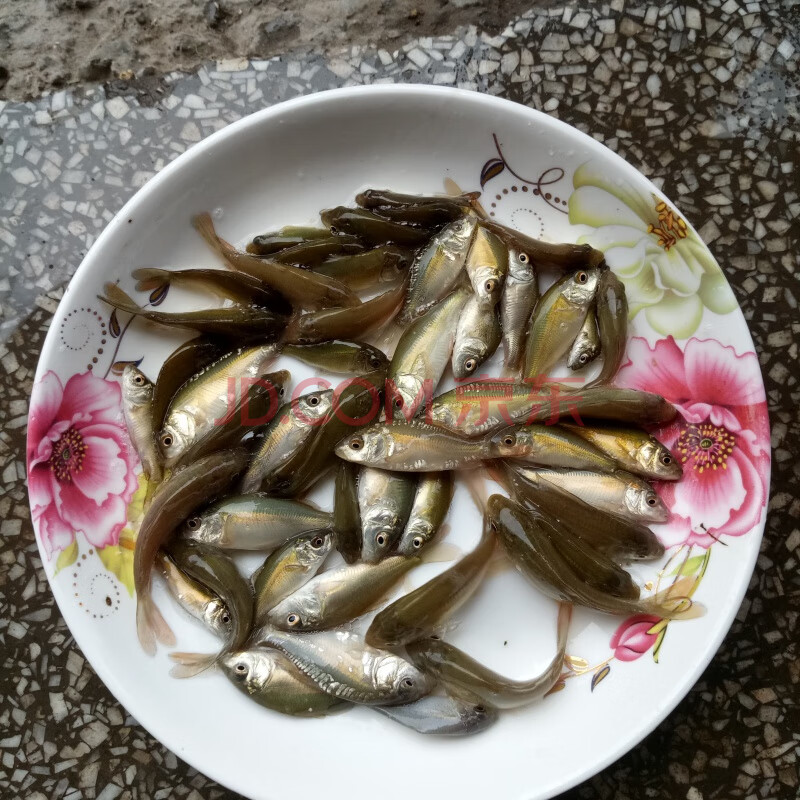 裸鲤鱼鱼苗裸斑鱼苗鲤鱼苗三道鳞鱼苗淡水裸鲤鱼苗养殖镜鲤鱼苗 裸鲤