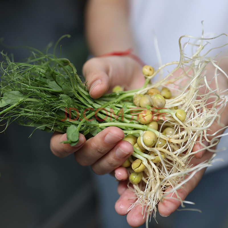 种子黄豆芽豌豆苗冬季菜芽苗菜种籽春季蔬菜四季易种绿豆豌豆苗菜籽