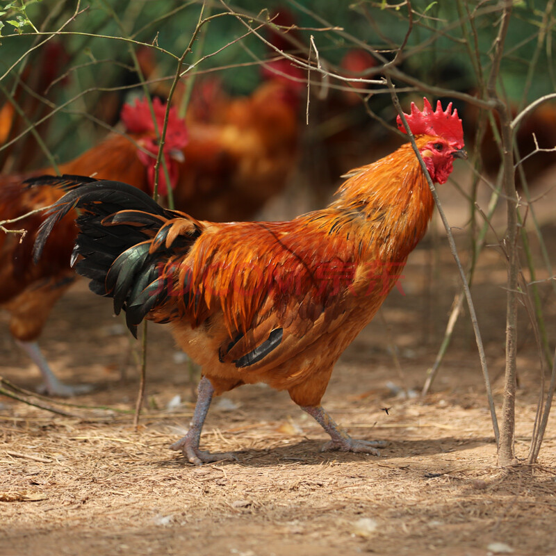 小公鸡黑爪土鸡肥西农村土公鸡未打鸣童子鸡小仔鸡750g**