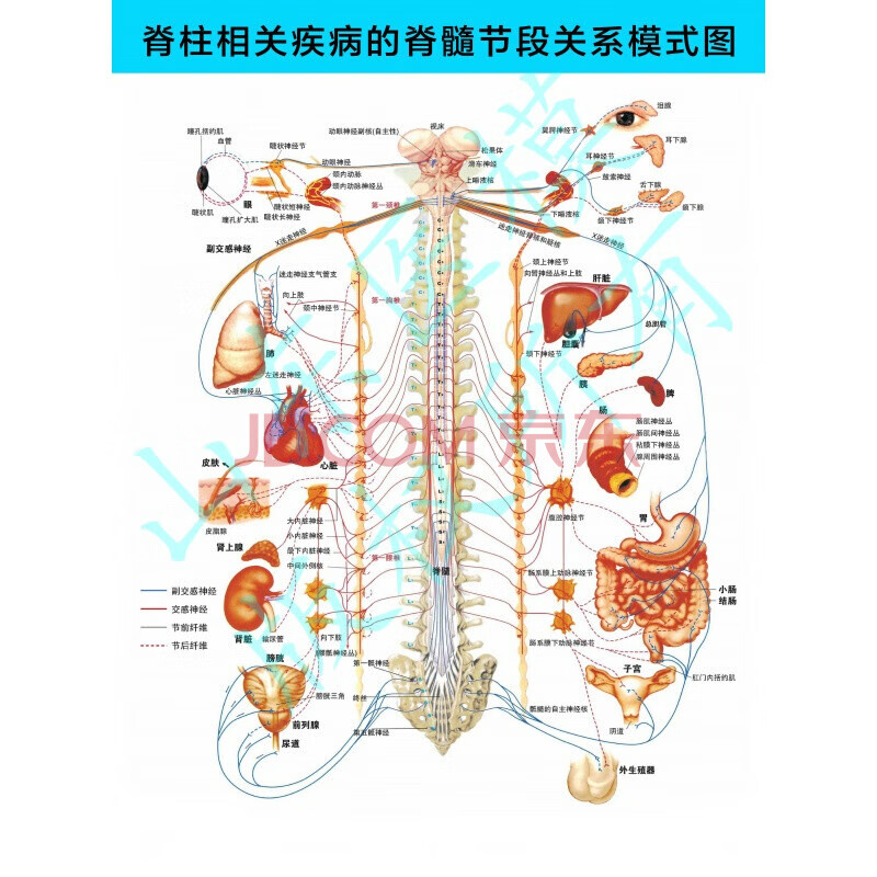 脊柱掛圖脊柱相關疾病的脊背觸診診斷示意圖 醫學掛圖 脊髓節段關係圖