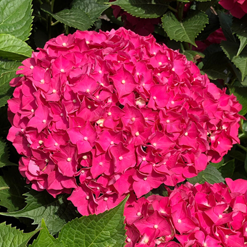 进口魔幻绣球花苗当年开花盆栽地栽植物绣球苗紫阳花八仙花洋绣球 2.