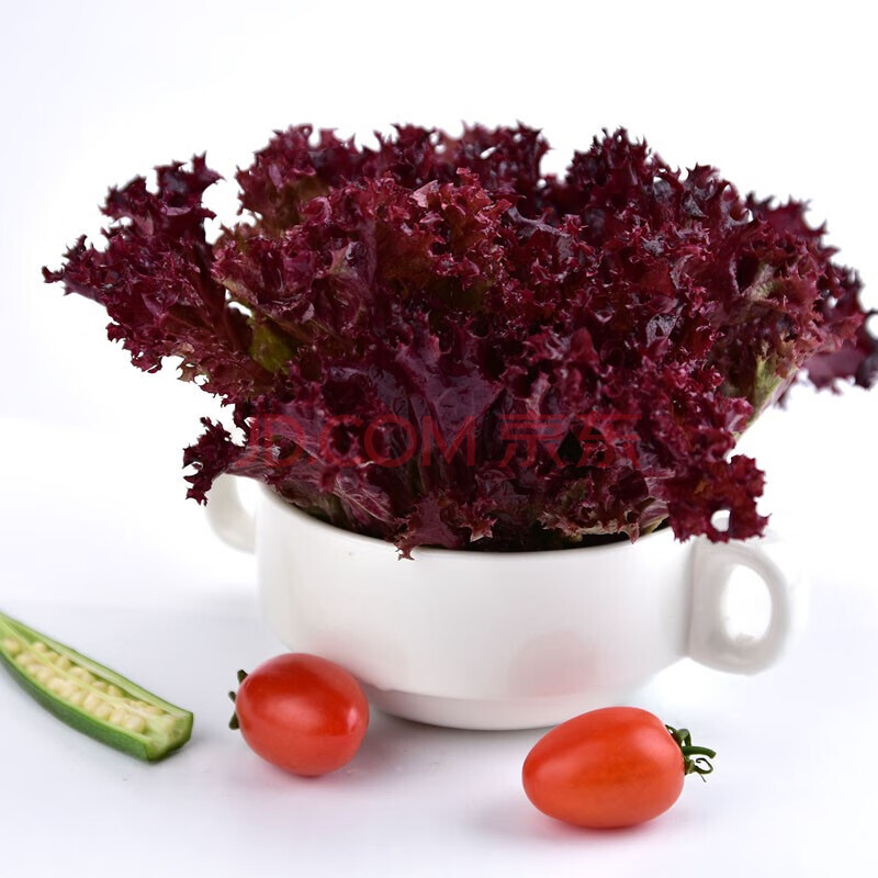 红叶生菜 新鲜 蔬菜沙拉 罗莎红 紫叶生菜 500g