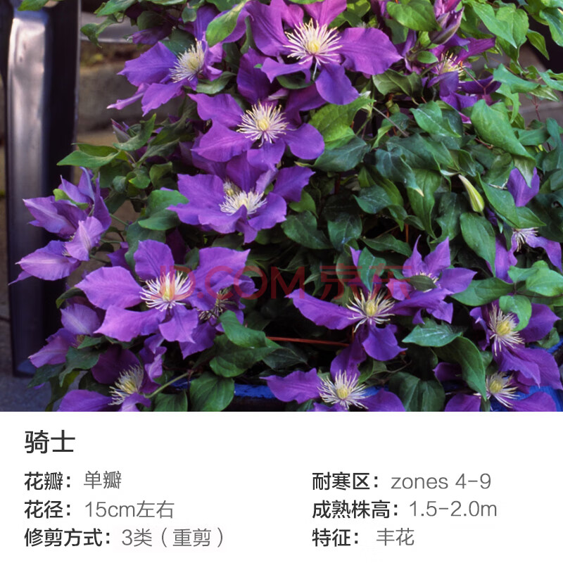 啤酒皇后约瑟芬新幻紫 爬藤花卉虹越铁线莲 骑士 p7盆栽苗 带盆栽好