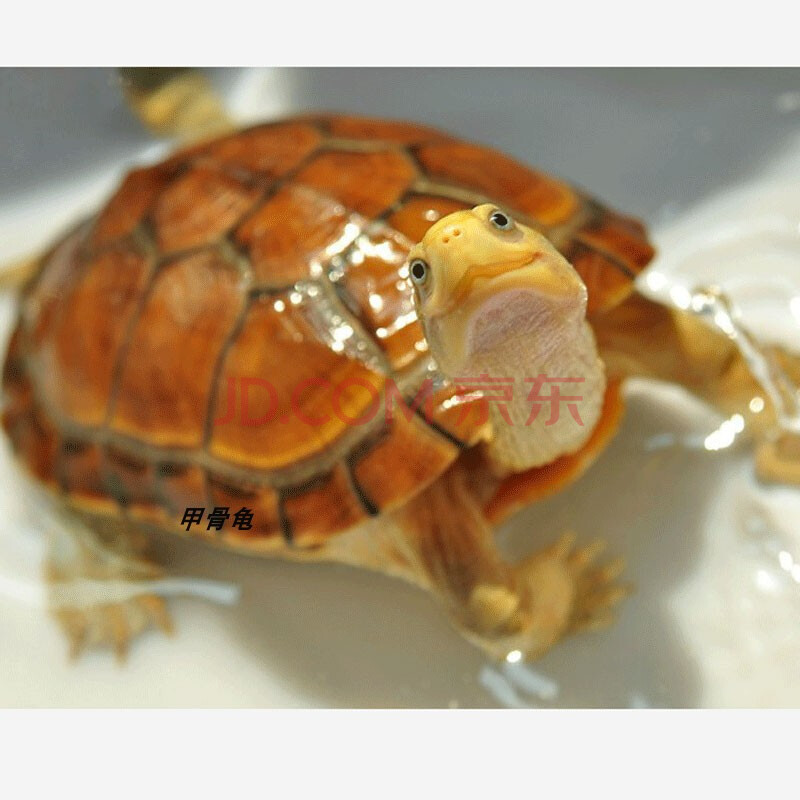 乌龟活物活体甲骨龟外塘杂交小青龟腊戎龟龟观赏龟乌龟苗活物 腊戎龟