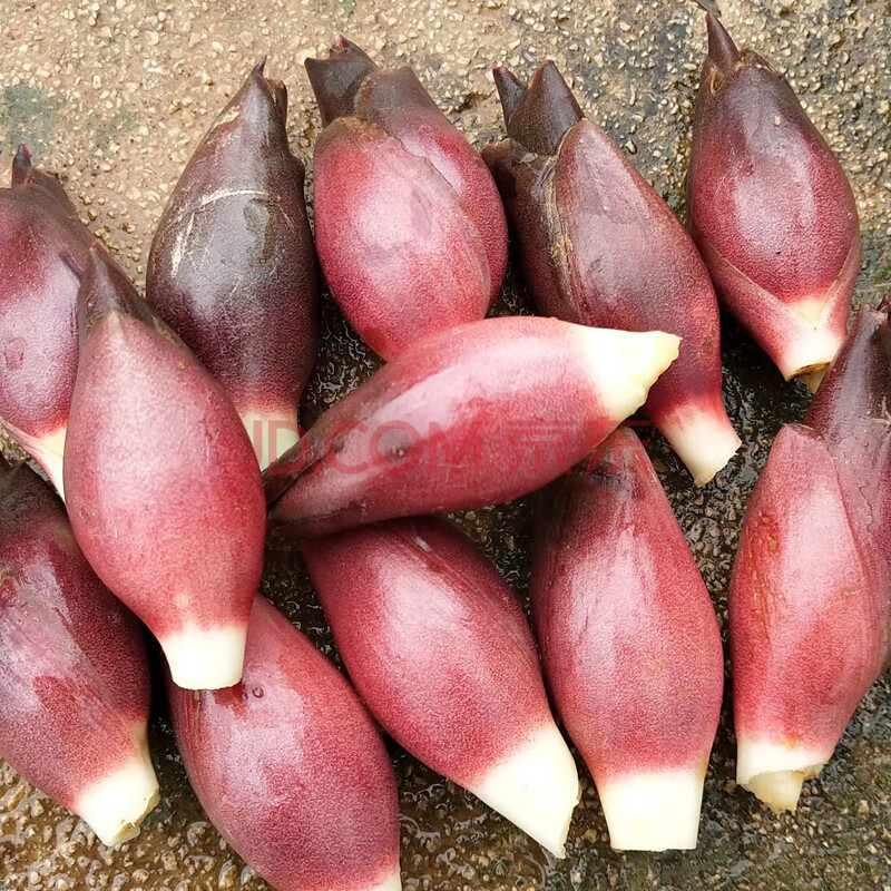 农大姐妹 阳荷姜 新鲜阳荷 洋河姜 阳霍 2斤【图