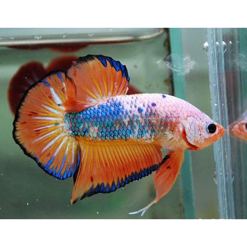 泰国斗鱼活体大耳朵半月马尾狮王将军糖果热带观赏宠物斗鱼 花色 将军