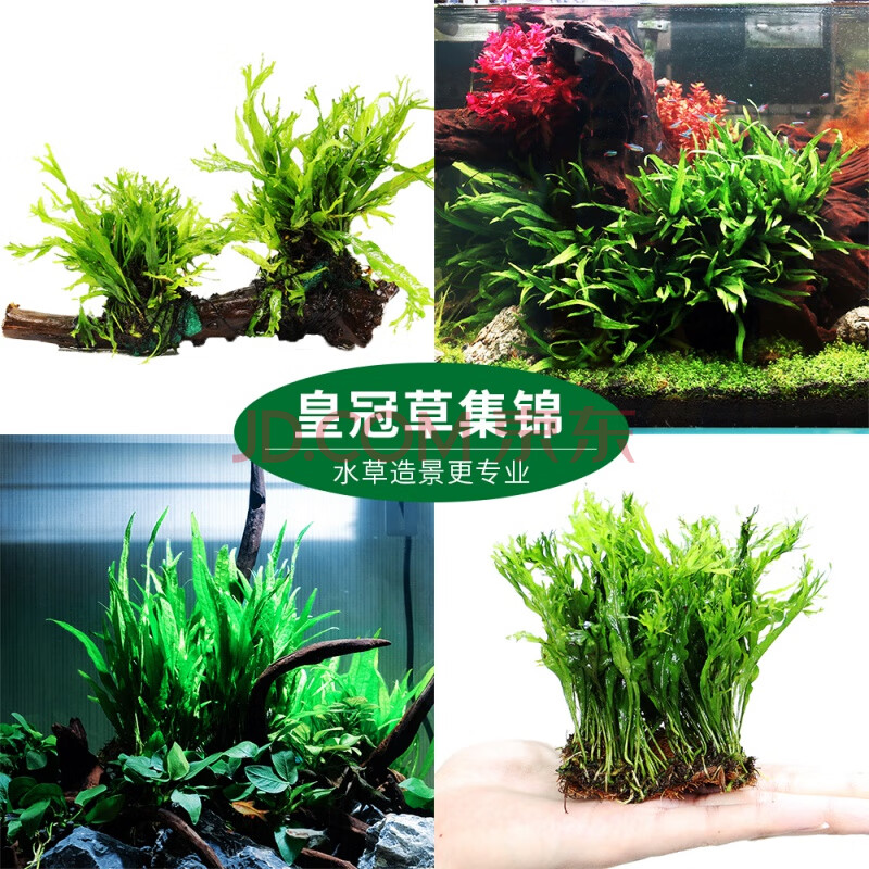 唐宠 丹麦细叶铁皇冠草中后景草懒人水草鹿角铁带底座水草活体 迷你铁