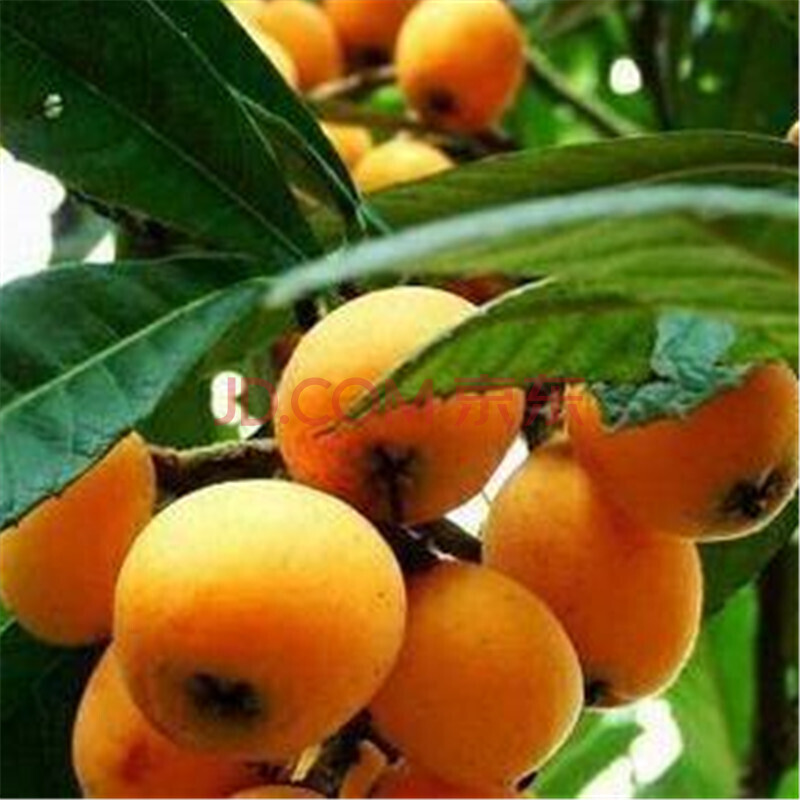 景尚花(jingshanghua) 花勿缺 欧悟 千叶林 艾雨婷 艾枫 姜南 其他