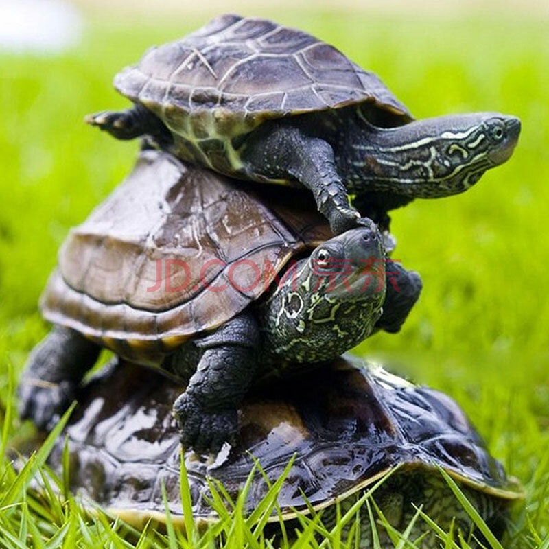 易萌 乌龟活体中华草龟活物观赏龟外塘金线龟小乌龟苗 6-8cm四只