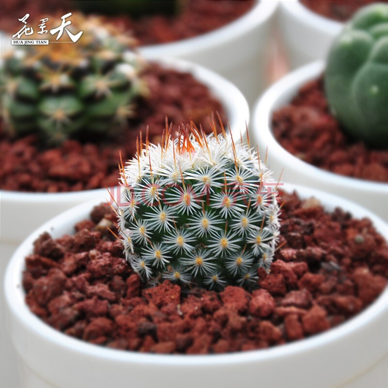 多肉植物盆栽花卉肉肉植物办公室内绿植花卉盆景仙人球仙人掌 白玉兔2