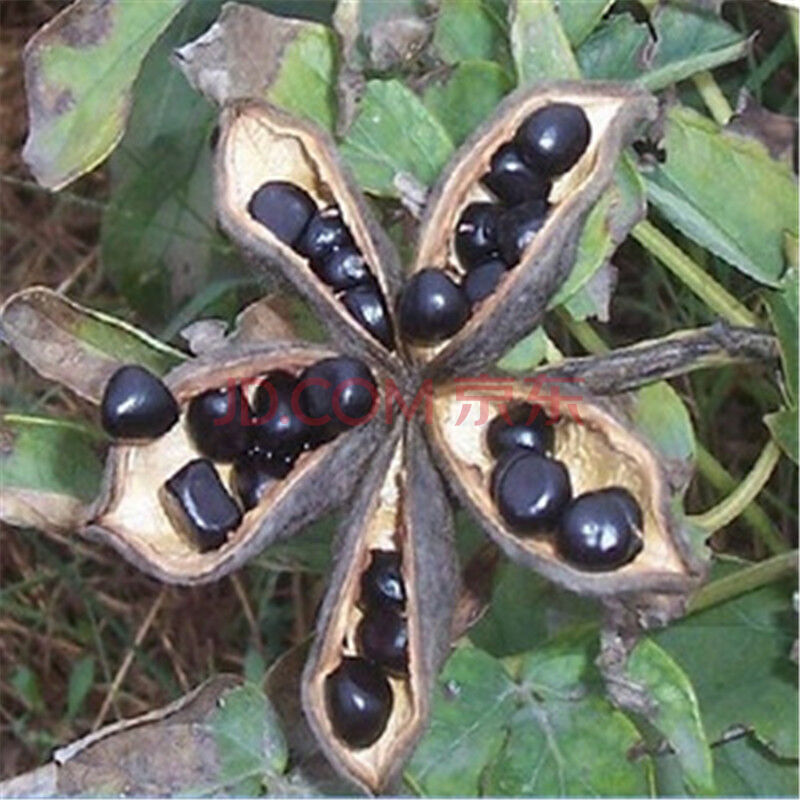 牡丹花种子牡丹种子白茸木芍药洛阳花富贵花花草林木种子 半斤 一斤