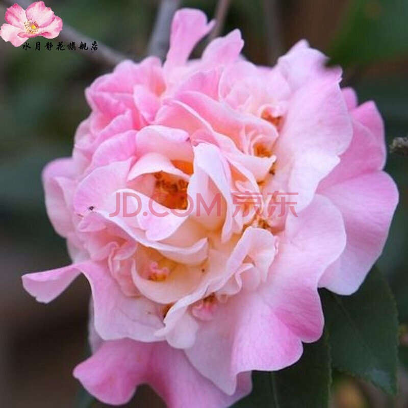 水月静花水月静花 茶花苗山茶花盆栽茶花精品茶花树苗客厅阳台绿植