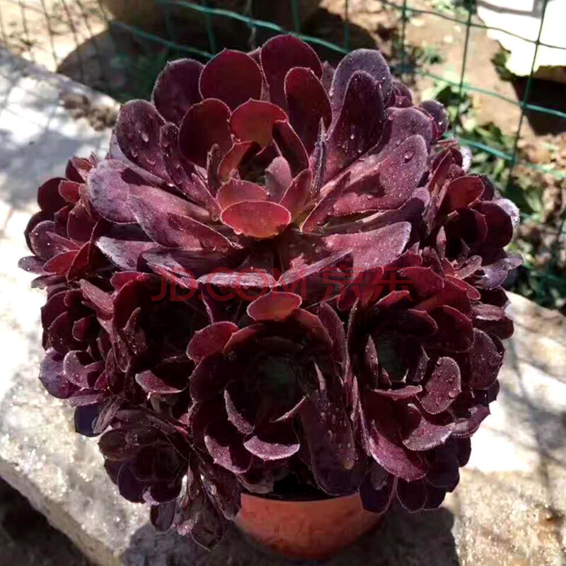 花络阁韶羞黑法师 铜壶 拉丝锦 红覆轮锦 多肉盆栽 铜壶法师小老桩5头