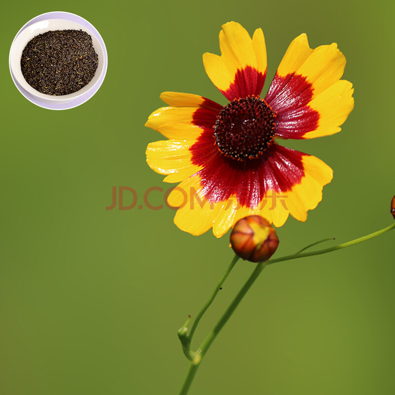 绿中城 优质蛇目菊种子景观花卉种子工程园林绿化阳台盆栽易种花期长