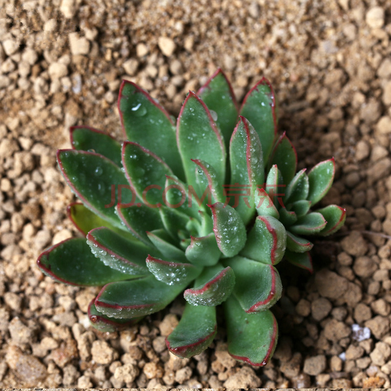 一分钱多肉开学小绿植室内绿植微景观 天剑座