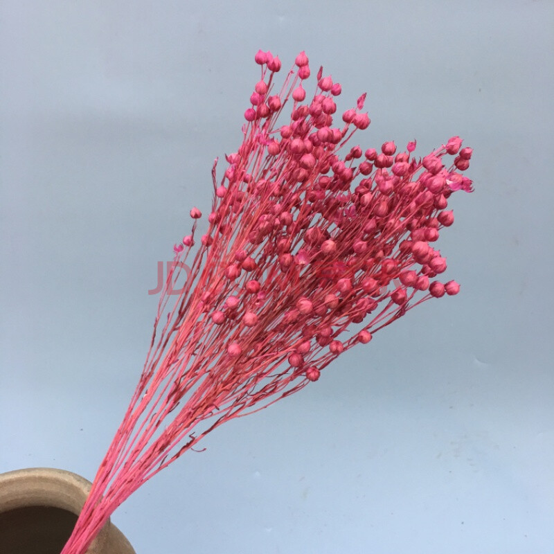 相思豆云南干花花束永生花diy客厅装饰花插花真花 玫红色 干树枝