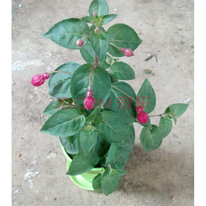 爬藤倒挂金钟盆栽灯笼花苗室内绿植盆栽吊海棠花苗灯笼花四季开花